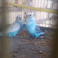 جوجه مرغ عشق تازه دون خور شدن