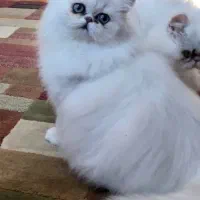 پرشین چینچیلا