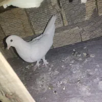 ماده سفید