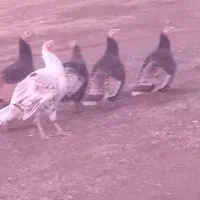 ۶عدد بوقلمون دونه ای ۲۶۰۰|حیوانات مزرعه|دشتک, |دیوار