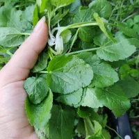 چوچاق و خالیواش محلی گیلان