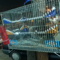 سهره قناری|پرنده|رباطکریم, رباطکریم|دیوار