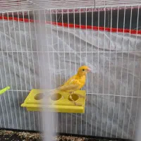 قناری پرتقالی نر