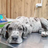 آموزش دامپزشکی(کارآموزی)