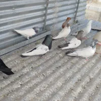 کبوتر|پرنده|بروجرد, |دیوار