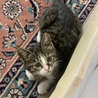 گمشده|حیوانات|کرج, حیدرآباد|دیوار