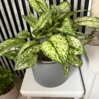 گل آپارتمانی اگلونما برفی و ایفوربیا