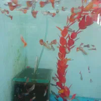 گپی|ماهی|مشهد, توس (بلوار توس)|دیوار