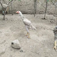 جوجه اوشامو