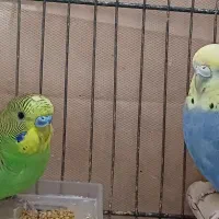 جفت مرغ عشق بالغ و سالم