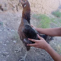 مرغ محلی و لاری