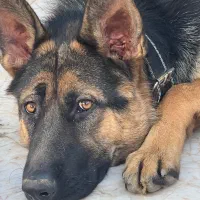 سگ ژرمن گمشده