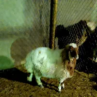 بره پرگوشت سالم وقبراق نخری ضرر کردی