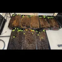 مو شما خریدار هستم..خریدارم..