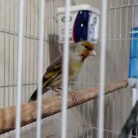 سهره قناری نر