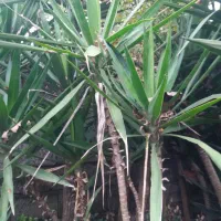 فروش انواع گل