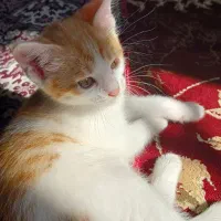 واگذاری ر*ایگان ۳ عدد فسقلی