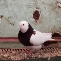 دوتاطوقی|پرنده|جوین, |دیوار