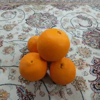 فروش تامسون شیرین نوکنده