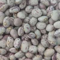 برنج دانه کامل ونیم دانه و حبوبات|خوردنی و آشامیدنی|اهواز, فاز ۱ پادادشهر|دیوار