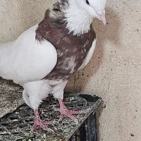 کبوتر طوقی|پرنده|همدان, |دیوار