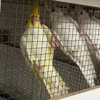 عروس البینو چشم شرابی