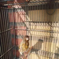 سهره، گلسر قناری|پرنده|باقرشهر, |دیوار