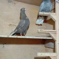 جفت دم سفید کفتر