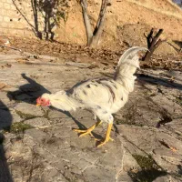 مرغ و خروس برهما و گلین و لهستانی|حیوانات مزرعه|مریوان, |دیوار