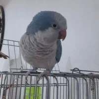 طوطی راهب 2سال نیم بسیارصاف ی دست 70کلمه حرف میزنه