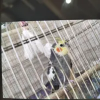 عروس هلندی نر|پرنده|کرج, حیدرآباد|دیوار