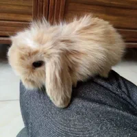 بچه خرگوش لوپ بامزه