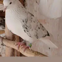 کبوترپرشی و ساده