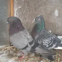 دو جفت تکپر|پرنده|گرگان, |دیوار