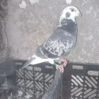 نر ابلغ مگس دیوانه