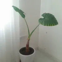 گل بابا آدم با گلدان