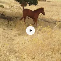 اسب|اسب و تجهیزات اسب‌سواری|کوهدشت, |دیوار