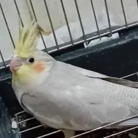 عروس هلندی آهویی