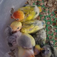 جوجه کوتوله و جوجه عروس (مفت)