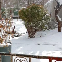 کود گاوی 3ساله