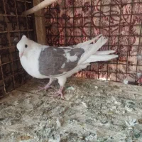 کبوتر|پرنده|زارچ, |دیوار