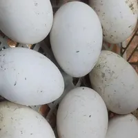 تخم غاز نطفه دار