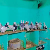 کفترطوقی (پرورش و تاکثیر مجموعه طوقی ادریس بلوچ)