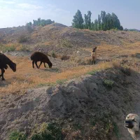 شش ماه هست خیلی عالی هست