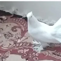 کبوتر سفید دم چتری پاپر