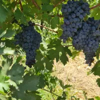 کشمش افتابی انگورشانی انگور شانی دیم کردستان سردشت|خوردنی و آشامیدنی|تهران, میدان میوه و تره‌بار مرکزی|دیوار