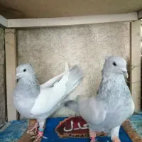 کبوتر سینه آبی|پرنده|شیراز, شهدای شهرک سعدی|دیوار