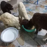 بره|حیوانات مزرعه|دزفول, |دیوار