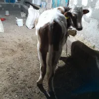 گوساله نر|حیوانات مزرعه|مرادلو, |دیوار