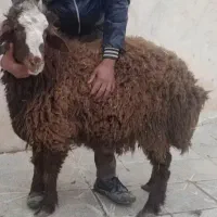 گوسفند زنده روستایی و چاق و چله بره جوان قربانی